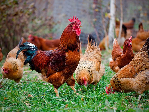 Породы куриц | ЗооТом - продажа, вязка и услуги для животных в Лихославле