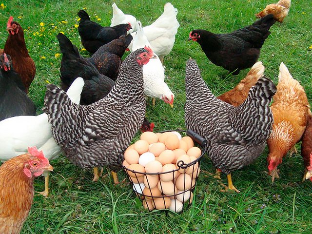 Содержание кур и уход за ними | ЗооТом - продажа, вязка и услуги для животных в Лихославле