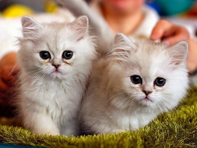 Породы кошек в Лихославле | ЗооТом портал о животных