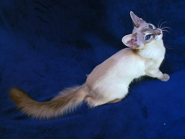 Выведенные породы кошек в Лихославле | ЗооТом портал о животных