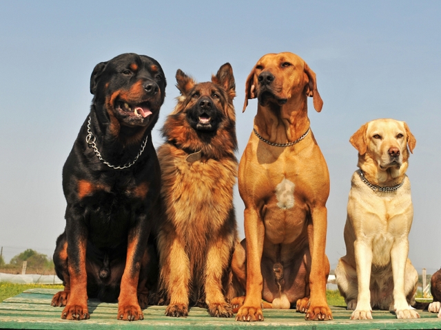 Крупные породы собак в Лихославле | ЗооТом портал о животных